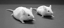 動物試験受託